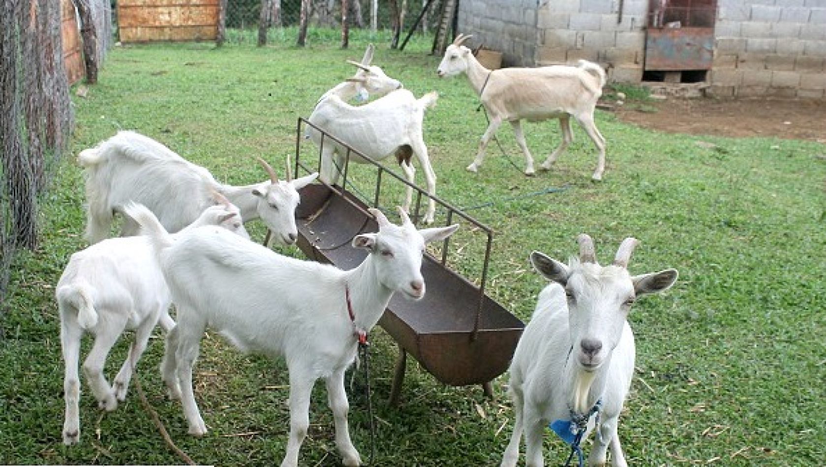 Habrá carpas de exposición de productos regionales