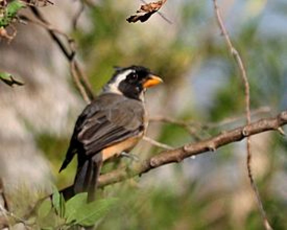 Existe buena conservación de mamíferos y aves