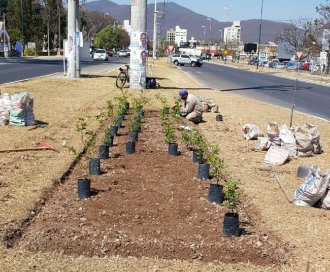 Ornamentación de Av. Arenales