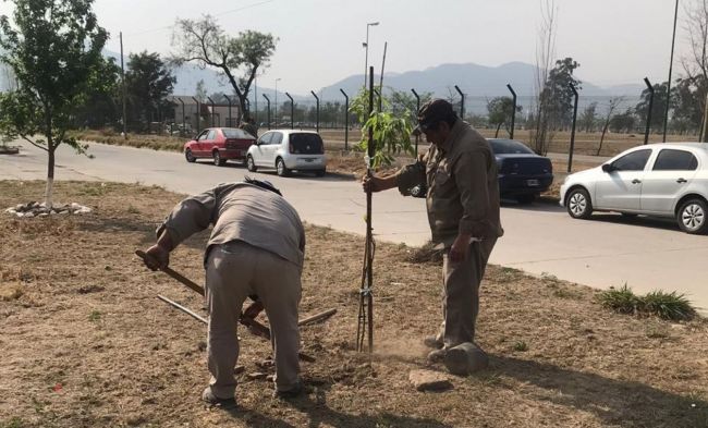 Forestación en la ciudad