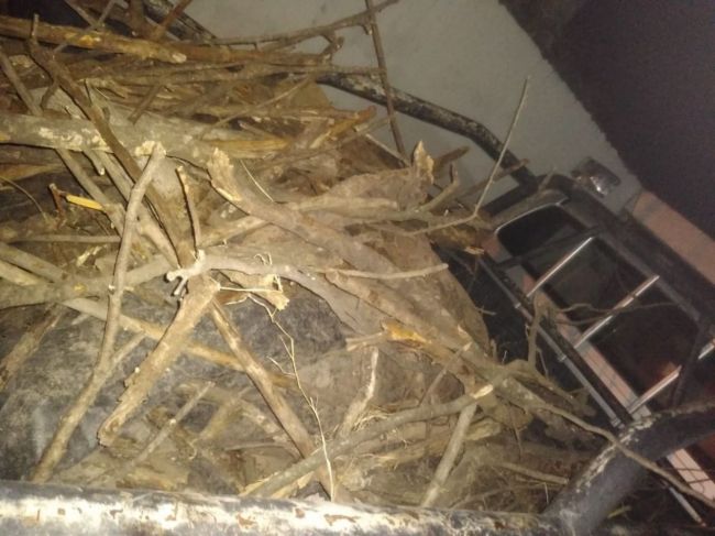 Se robaron una vaca y fueron descubiertos