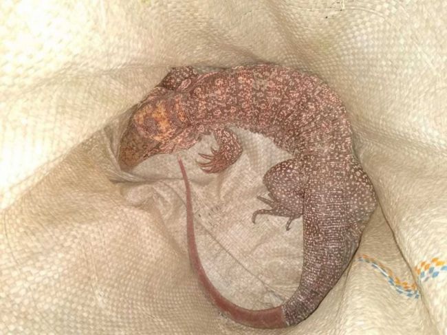 La iguana paseandera