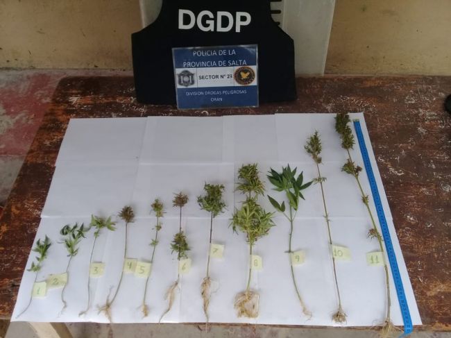 Plantines de marihuana