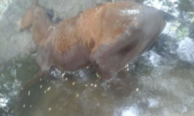 Uno de los animales muertos por envenenamiento