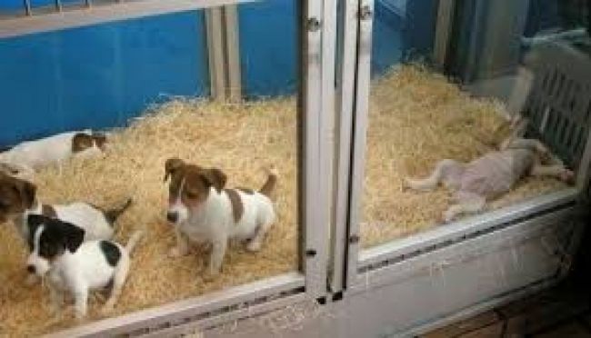 Buscan erradicar las vidrieras vivas