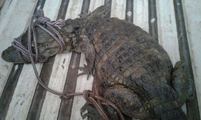 El yacaré se paseaba por la RN 34