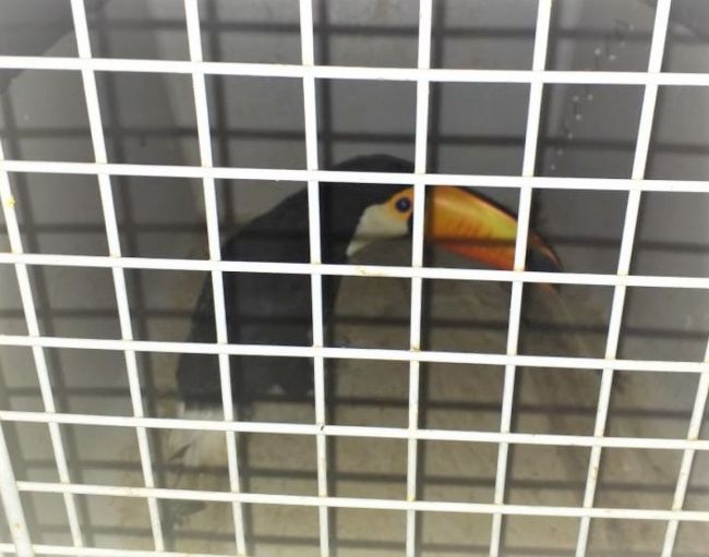 El tucaán rescatado