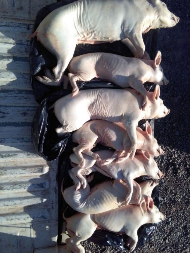 Los chanchitos decomisados