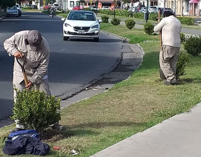 Trabajos en platabandas
