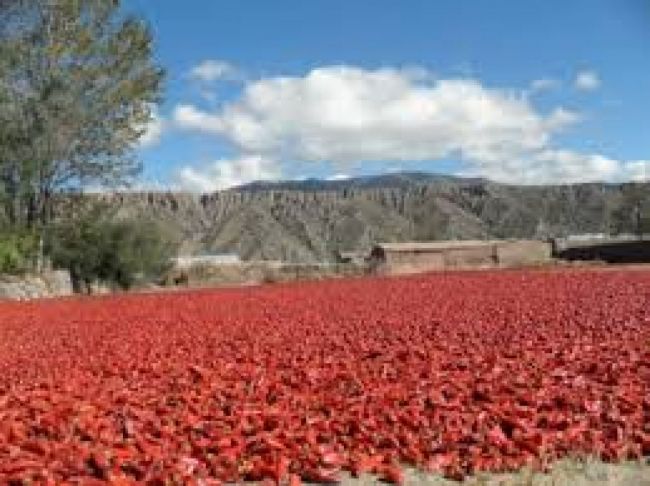Paisajes del alto valle Calchaquí