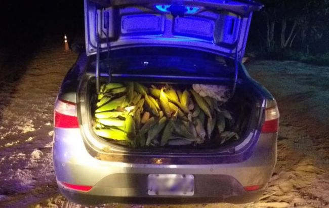 Cosechaban choclo ajeno