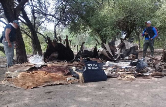 Procedimiento contra el abigeato