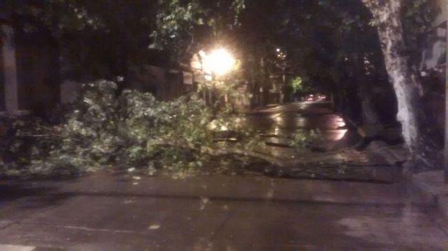 Árbol caído en Leguizamón y Sarmiento    Crédito: @mjosefinarosas