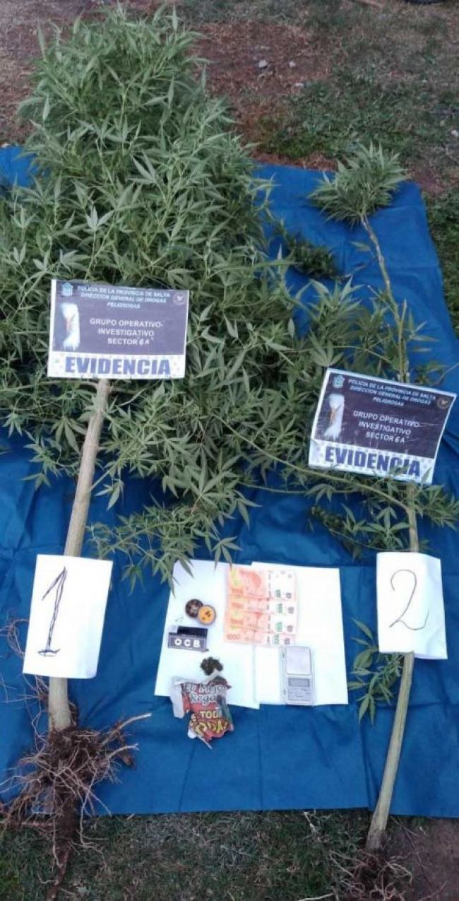 Procedimiento antinarcóticos