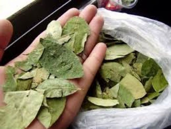 Querían comercializar coca que había sido requisada
