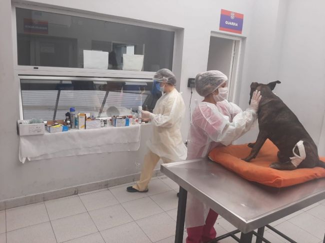 Hospital de mascotas