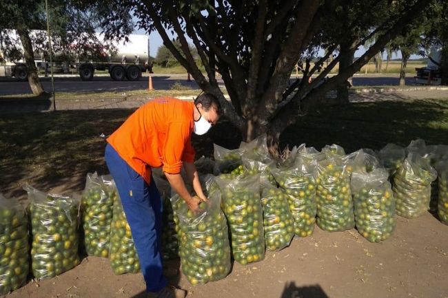 Decomiso de cítricos