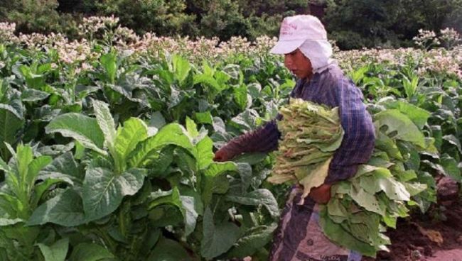 Programa intercosecha