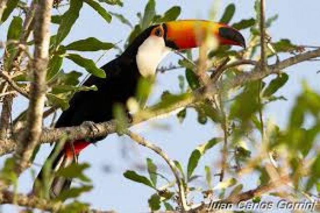 Avistaje de aves en Salta