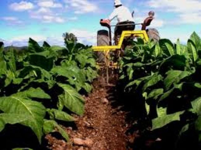 Fijaron el nuevo precio del tabaco