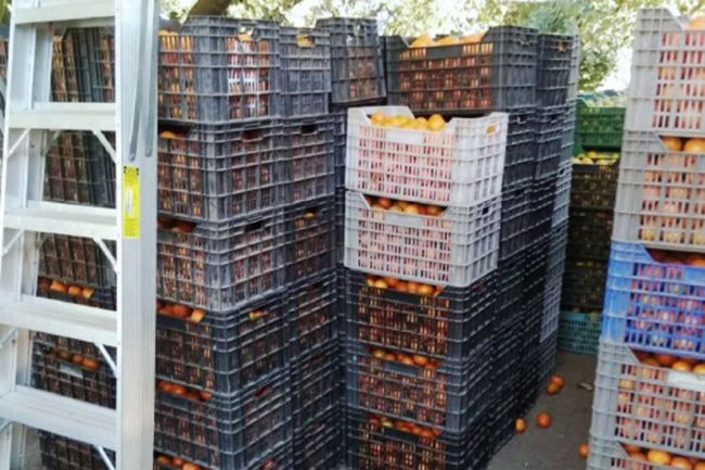 Cítricos decomisados