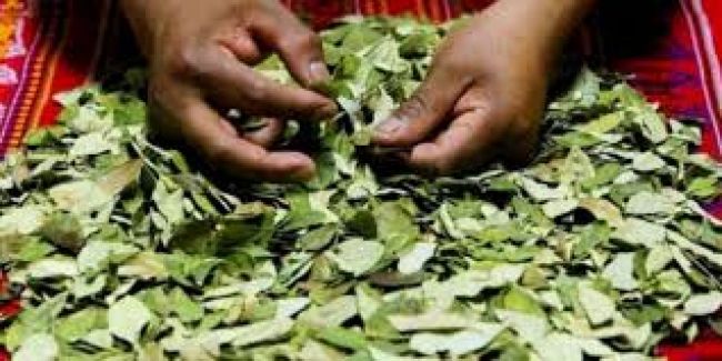La justicia federal habilitó a la distribución de hojas de coca en Salta y Jujuy