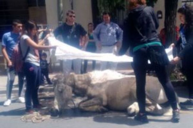 El triste episodio del caballo agotado
