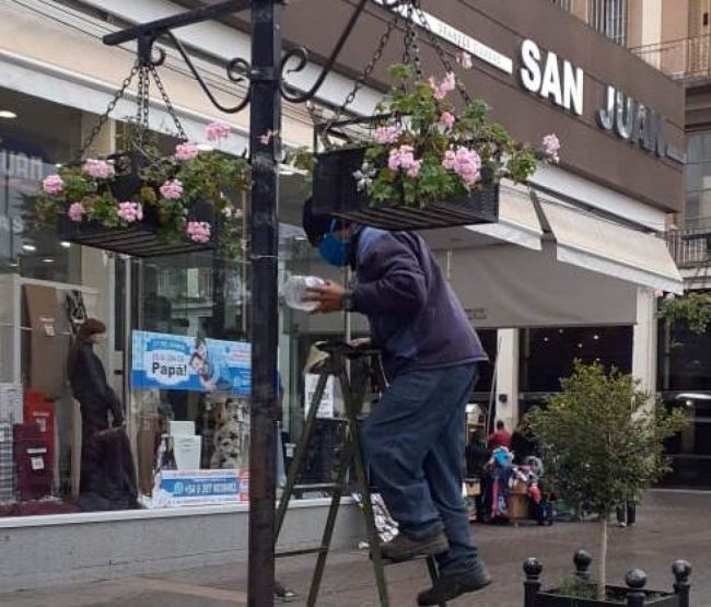 Acondicionamiento de plantas