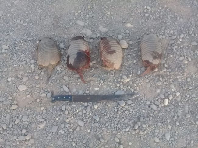 Depredación de quirquinchos