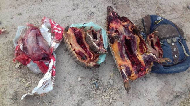 Cacería de armadillos