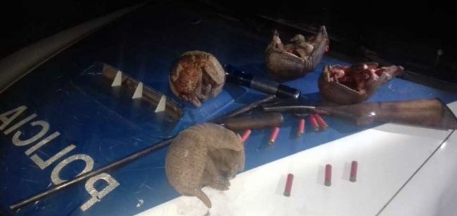 Depredadores de quirquinchos