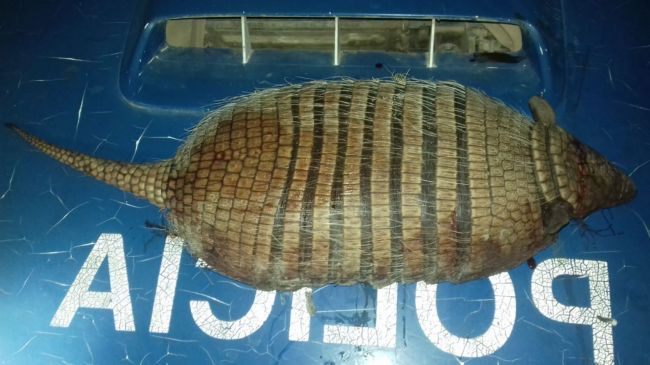 Estalló una virtual caza ilegal de armadillos
