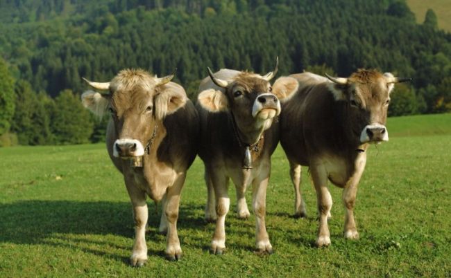 Las víctimas del abigeato