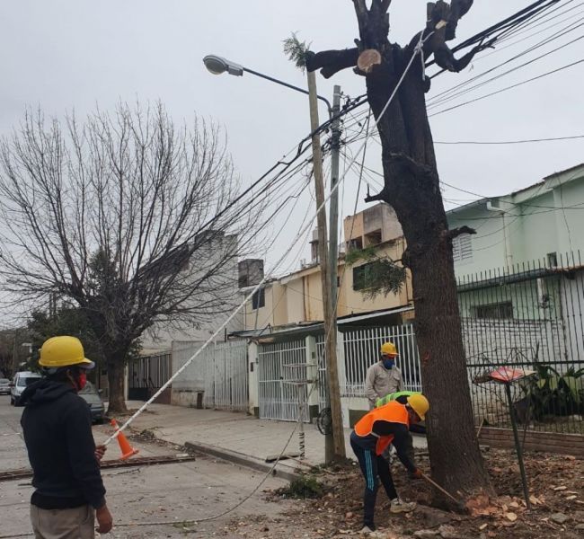 Extracción de árboles peligrosos