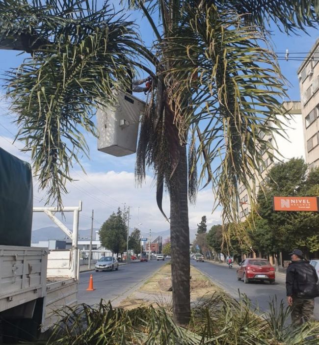 Poda en Av. Bélgica