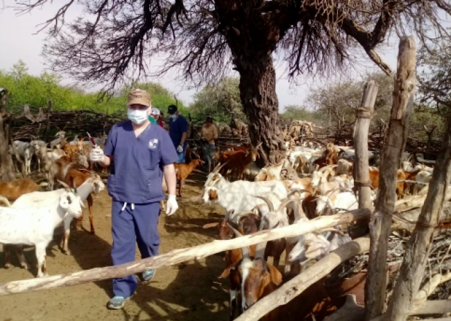 Proyecto caprino en Rivadvia