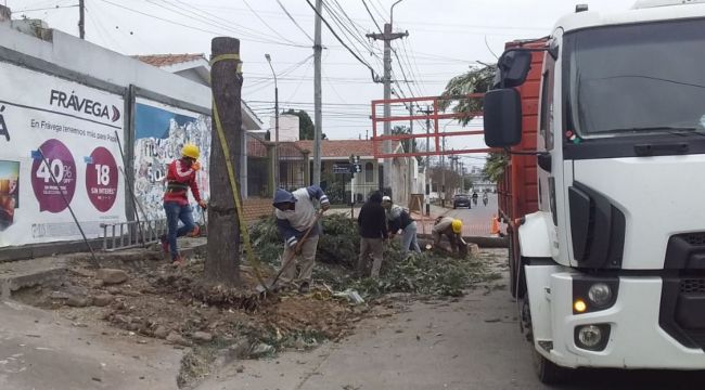 Extracción de árboles