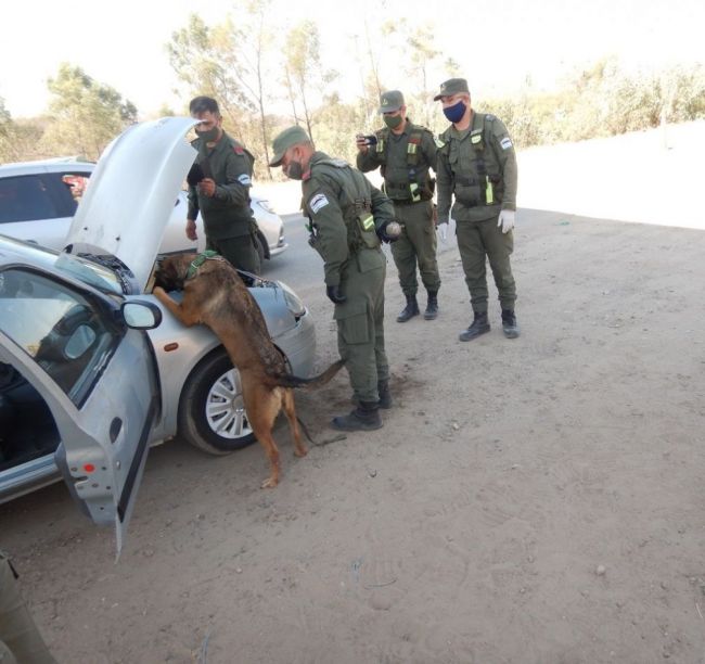 El perro detectó la droga