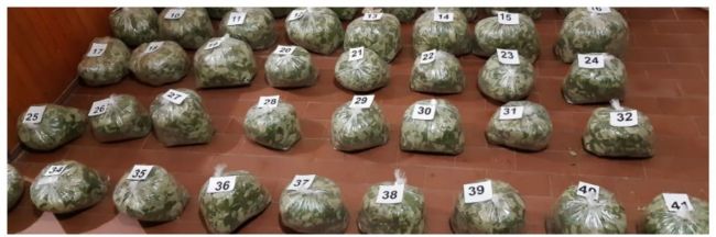 Secuestran 30 kg de hojas de coca