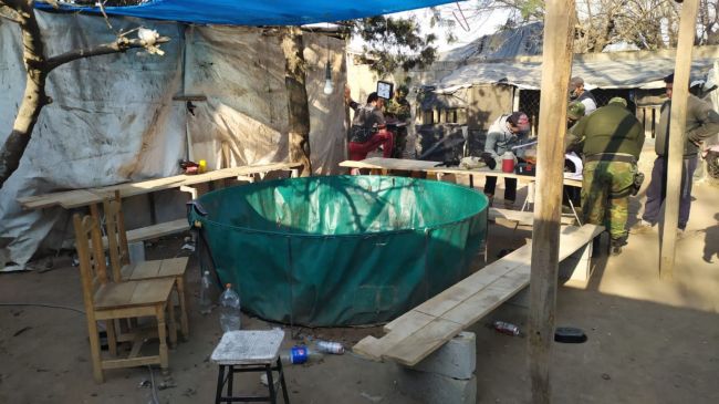 Se rescataron 14 gallos