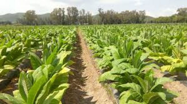 Planteos del sector tabacalero