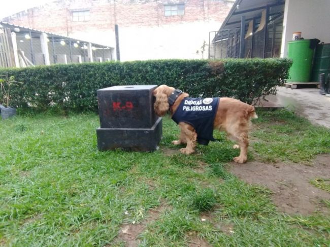Uno de los canes antidrogas