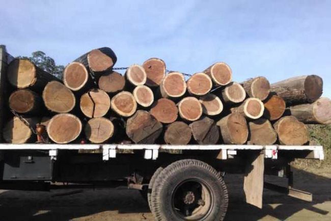 Guías forestales digitales