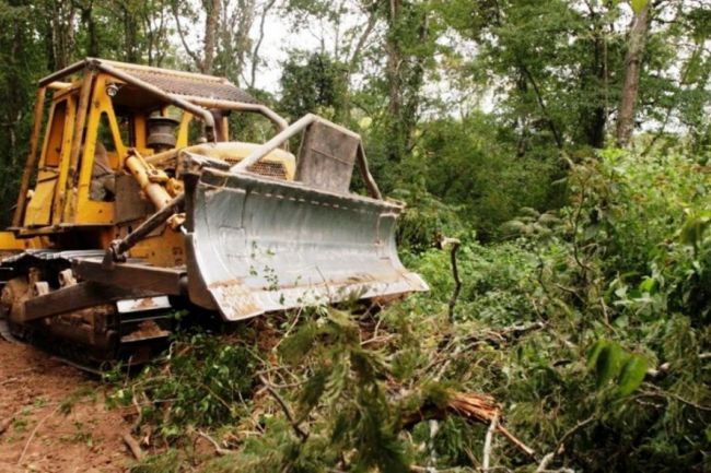 Ya se habían desmontado casi 10 hectáreas