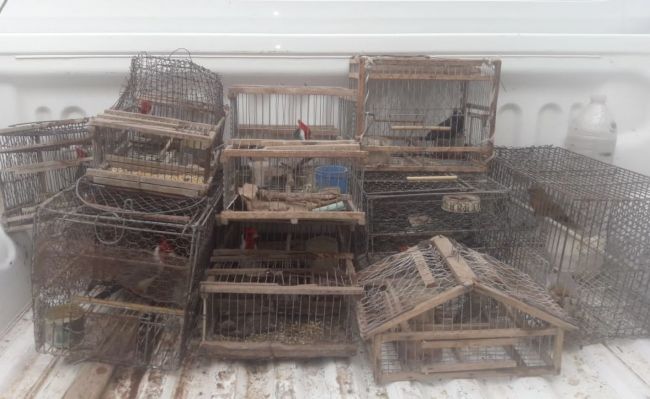 Rescate y liberación de aves