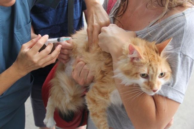 Las campañas municipales son gratuitas