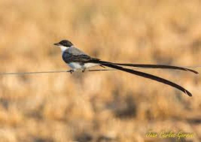 Observación de aves en Salta