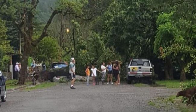 Un árbol aplastó a un auto en Quijano