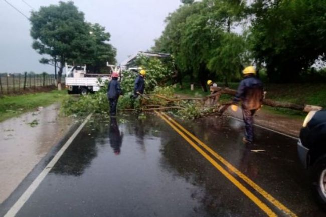 Caída de árboles como consecuencia de la lluvia