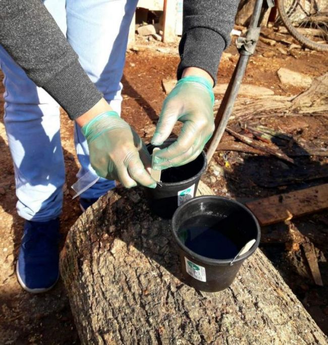 Trabajo contra el dengue en Orán